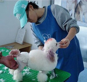 韩国首尔犬类协会美容师来我院交流